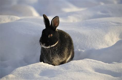 How To Help Hares In Winter – HowToHelpAnimals.com