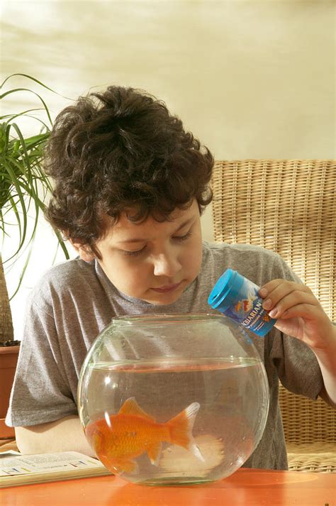 Boy Feeding Goldfish Photograph by Jean-Michel Labat - Pixels