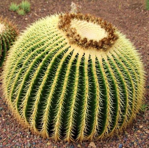 Echinocactus Grusonii Seeds Cactus Seeds 100pcspack Urbangardenseed