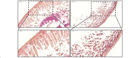 Small Intestine Morphology S I From Gs Gluten Sensitive Mice Were