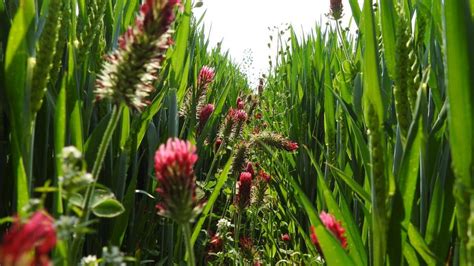 Biodiversität mit dem Anbau von Weite Reihe Getreide fördern Praxis Agrar