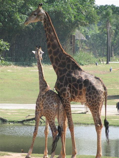 Chimelong Safari Park | www.afunadventure.com