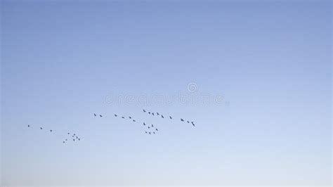 Flock Of Birds Flying In The Blue Sky Stock Image Image Of White