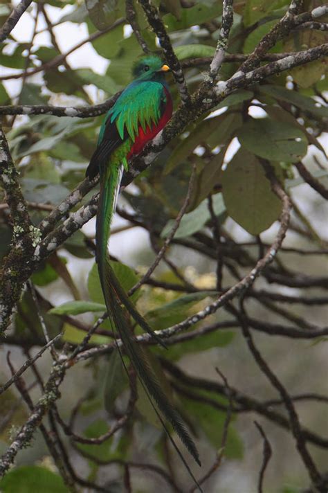 Resplendent Quetzal Cute Painting By Darren Jones Pixels