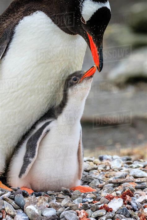 Gentoo Penguins Pygoscelis Papua Mother Feeding Chick At Neko Harbor