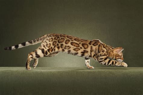 bengal  cat fanciers association