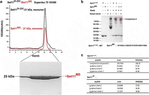 CNBr pull down assays for Set11M5 and Set11³¹²³¹ with human blood and