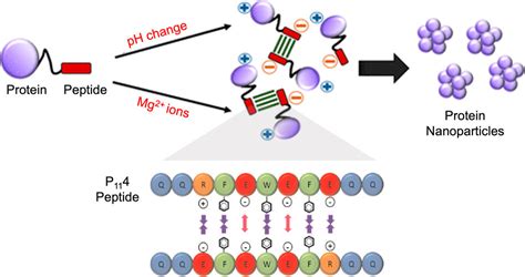 Protein‐based Nanoparticles From Drug Delivery To Imaging