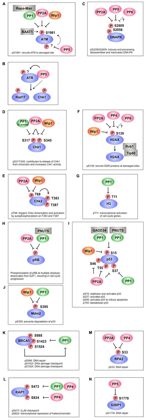 Frontiers Response To Dna Damage Why Do We Need To Focus On Protein