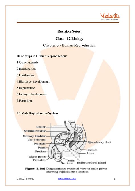 Human Reproduction Class 12 Notes Cbse Biology Chapter 3 [pdf