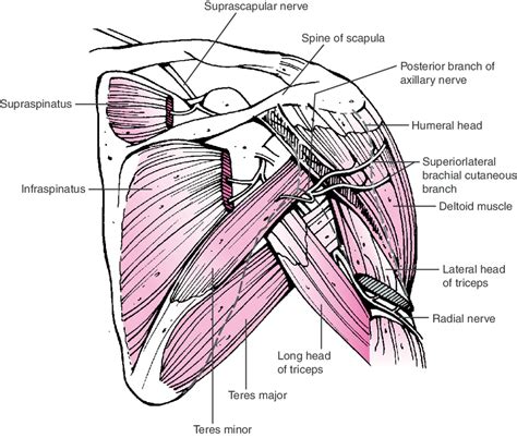 Suprascapular Nerve Pathway