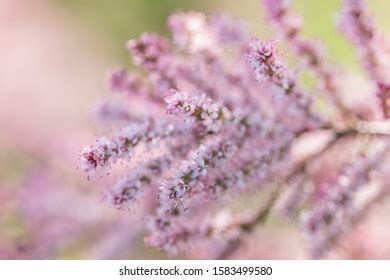 Light Pink Background Delicate Tamarix Flowers Stock Photo 1583499580 ...