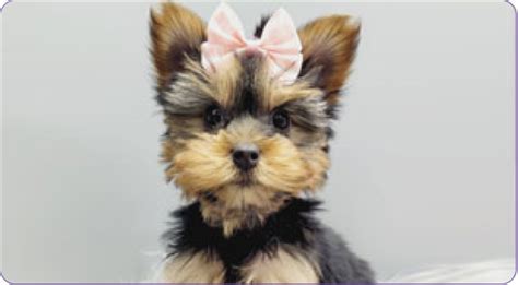 Adopt Yorkie Puppies In Nj Ultimate Guide Maxies Babies