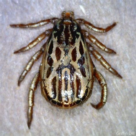 Winter Tick Or Moose Tick Cooperative Extension Tick Lab