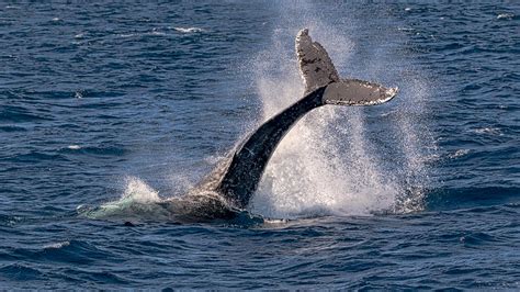 Tail Power Humpback Whale Performing A Tail Throw In Moret Flickr