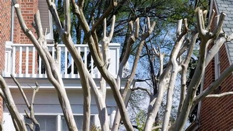 Crepe Myrtle Tree Care Guide - What You Need to Know