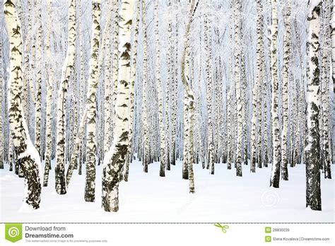 1 740 Photos De Bois De Bouleau En Hiver Russie Photos De Stock