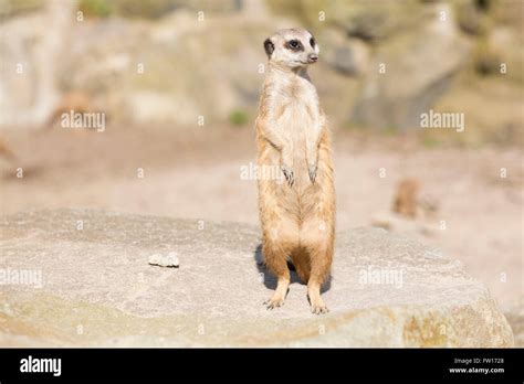 A Meerkat Suricata Suricatta Stands On Its Hind Legs The Animal Is