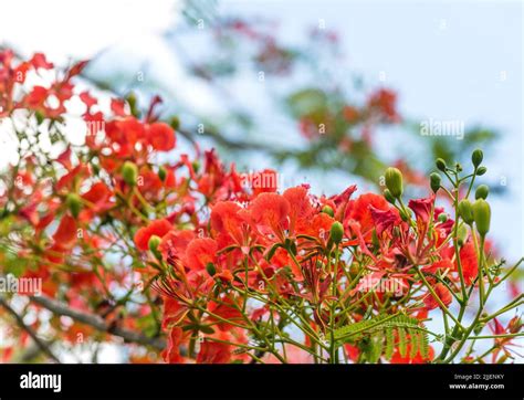 Dwarf Poinciana Tree Hi Res Stock Photography And Images Alamy