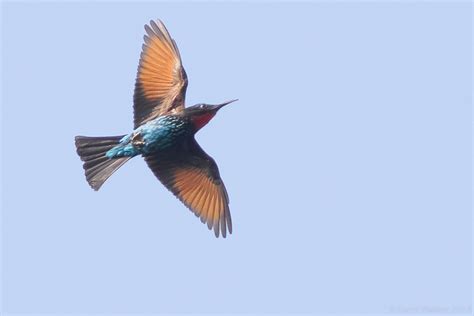 Photo Black Bee Eater Merops Gularis