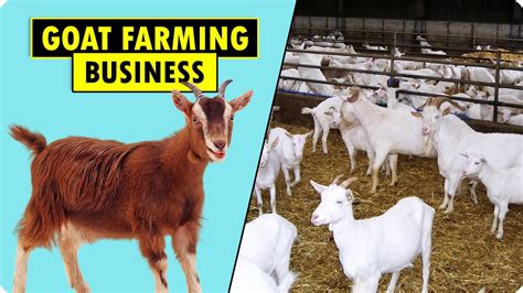 Goat Farming Business Plan Doc