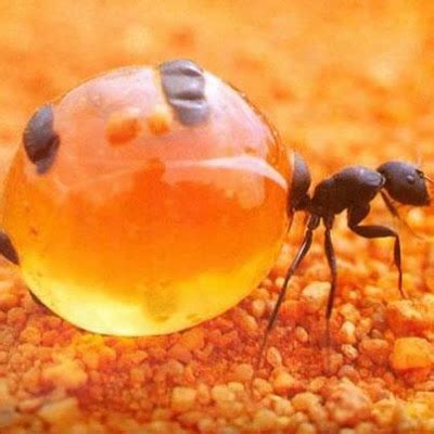 Honeypot Ant - Stunning Interesting Facts