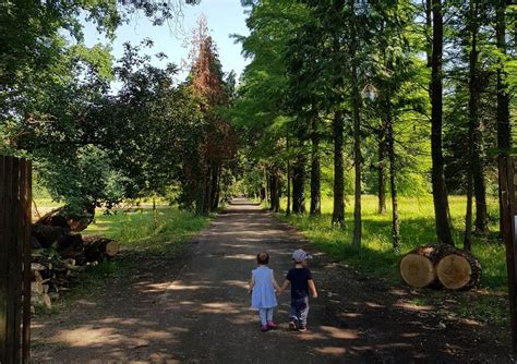 cum se asambleaza  padure ovidiu sirb