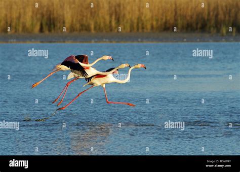 Pink Flamingos In The Camargue Regional Nature Park Stock Photo Alamy