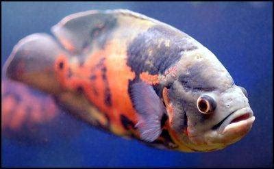 Oscar Fish Care Guide: Raising, Breeding, and Tank Setup Tips