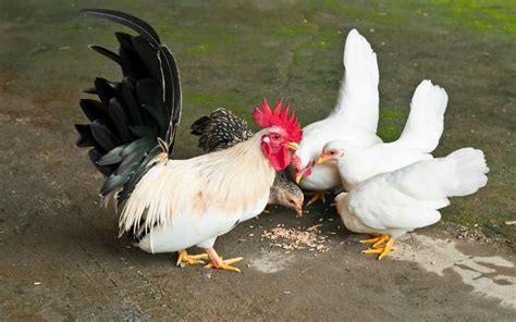 10 Bantam Chicken Breeds (With Pictures) - LearnPoultry