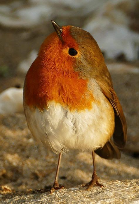 94 Red Red Robin ideas | robin, robin bird, pet birds