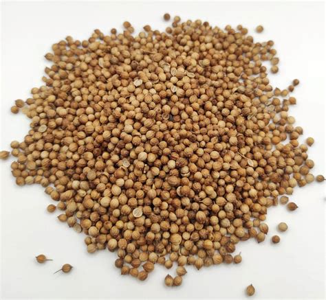 Whole Coriander Seeds Coriandrum Sativum Agora Market