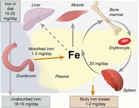 Iron Metabolism And Related Genetic Diseases A Cleared Land Keeping