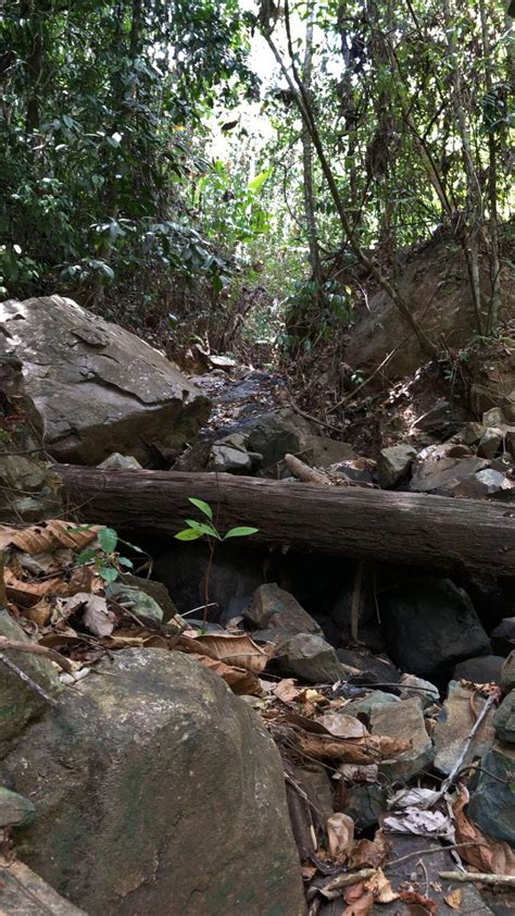 fieldwork in the rainforest is almost like a vacation : r/geology