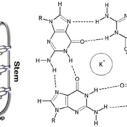 A G Quadruplex Or G Dna The Stem And Loop Form Of The G Dna Is