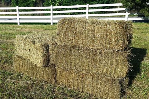 Beulah Brindlee Haymakers Square Bale Hay Premium Horse Quality