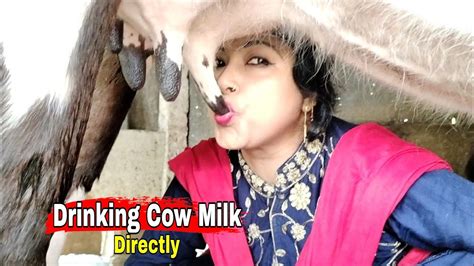 Drinking Cow Milk Directly Cow Milking By Hand Village Life Cow