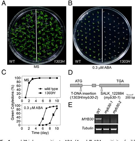 Figure 1 From Sumoylation Of Transcription Factor MYB30 By The Small