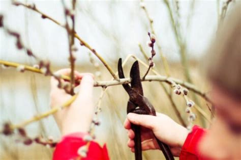 Winter Pruning Guide: Shaping Your Garden's Architecture