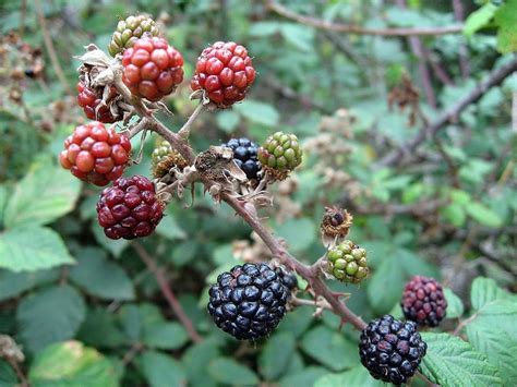 Zarzamora Rubus Ulmifolius