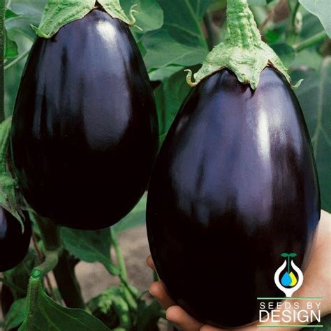 Eggplant Vegetable Seeds Black Beauty Non Gmo Open Pollinated