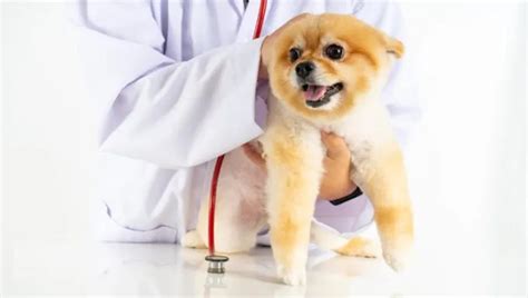 Inguinal Hernia in Dogs: Symptoms, Causes, & Treatments - DogTime