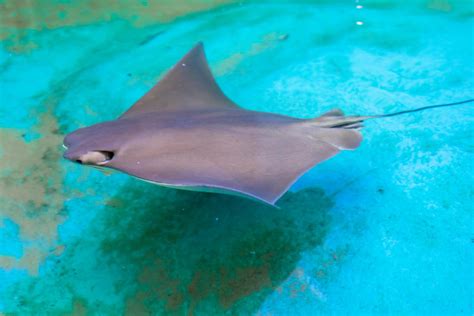 stingrays clearwater marine aquarium