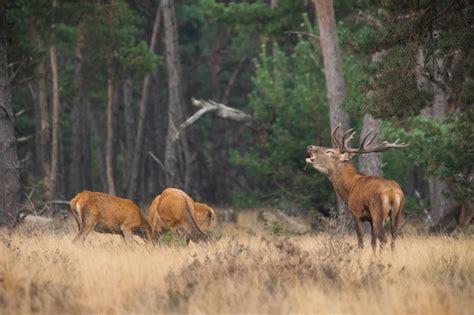 Grupo de ciervos rojos pastando en prado seco en otoño Foto Premium