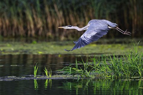 Bird Grey Heron Lake - Free photo on Pixabay - Pixabay