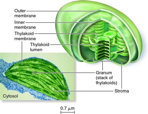 Draw a labelled diagram of chloroplast as seen under an electron ...