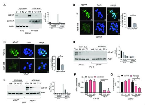 Asr 600 Inhibited Ar V7 Expression In Cap Cells A Immunoblots