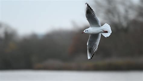 Black Headed Gull At Black Swan Lake Near Dinton Activity Flickr