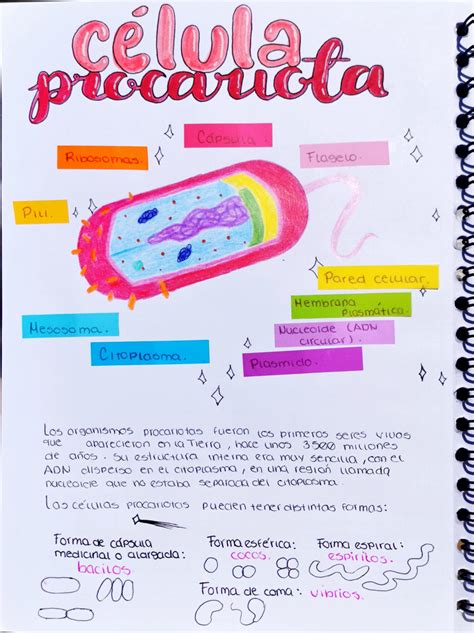 SOLUTION Dibujo De La C Lula Studypool