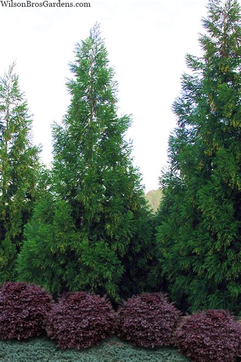 Buy Radicans Cryptomeria Japonica Free Shipping Wilson Bros Gardens 7 Gallon Pot 4 To 5